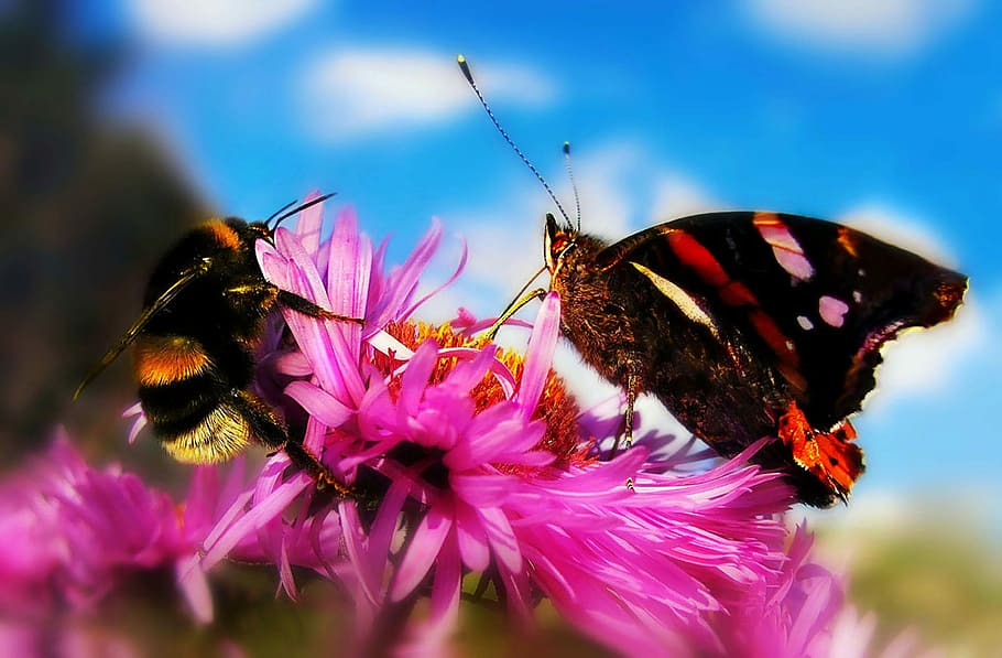 macro photography of butterfly and honey bee above flower, bumblebee HD wallpaper