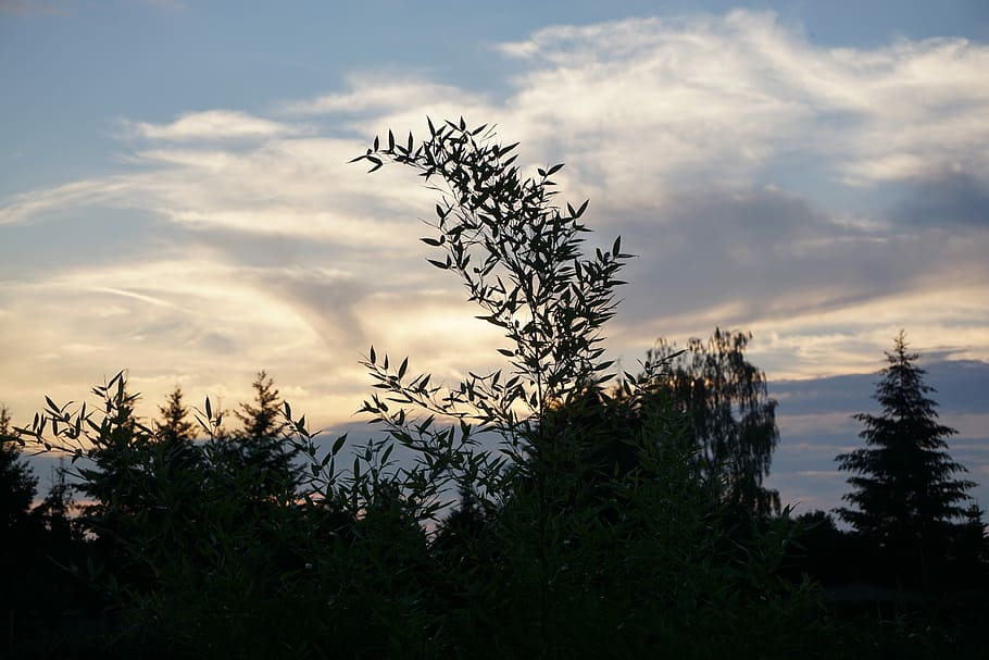 Evening, Mood, Twilight, Silhouette, evening sky, dark, romantic HD wallpaper