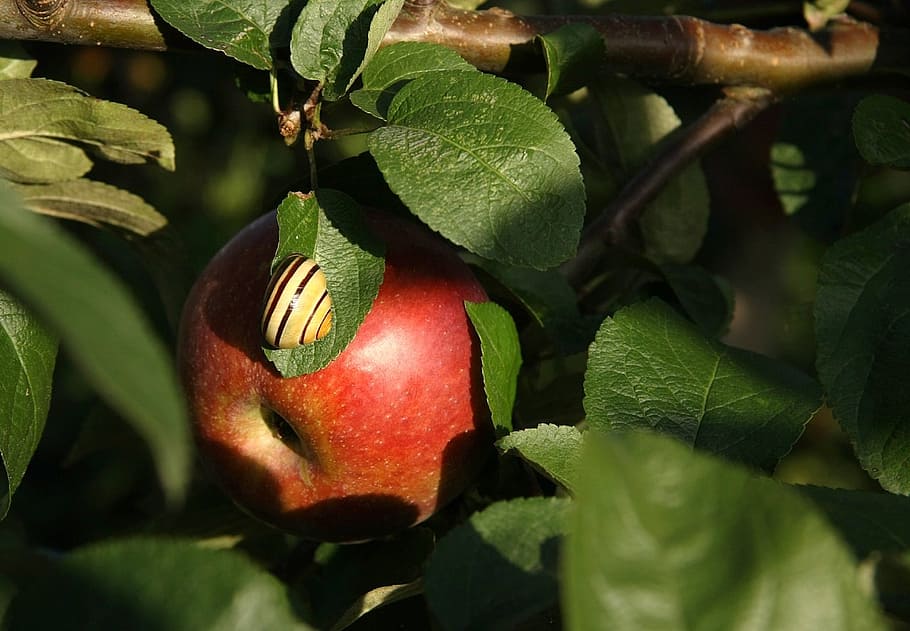 apple, fruit, food, eat, snail, shell, branch, doubt, healthy, HD wallpaper