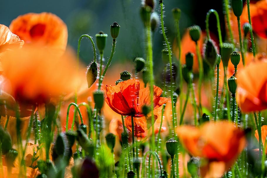 poppy, poppy flower, field of poppies, red, klatschmohn, red poppy, HD wallpaper
