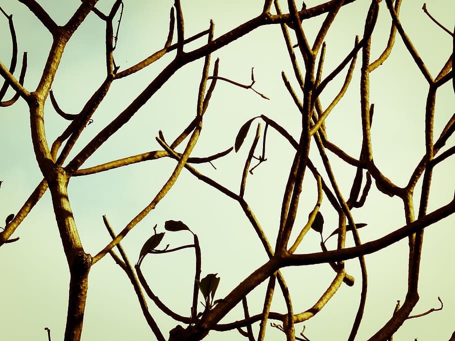 branch, tree, nature, fall, silhouette, sky, sunset, evening HD wallpaper