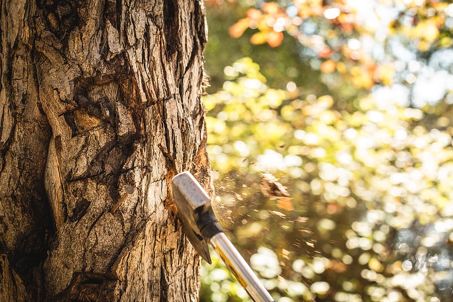 wood, timber, axe, ax, cut a tree, fell a tree, tree trunk, plant HD wallpaper