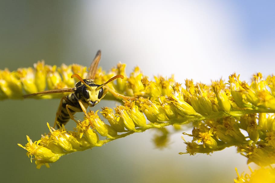 yellow bee on yellow flowers, wasp, summer, insect, macro, close HD wallpaper