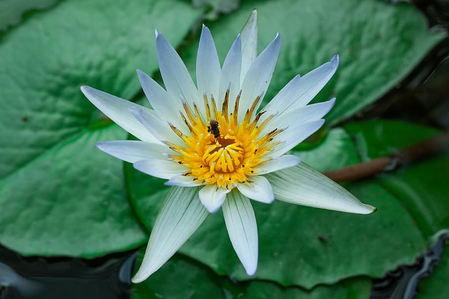 lotus, flowers, lotus leaf, nature, green, white lotus, gregory sonbua HD wallpaper