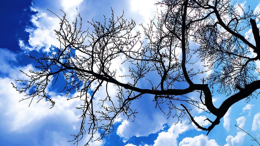 sky, clouds, blue, tree, nature, plant, branches, low angle view HD wallpaper