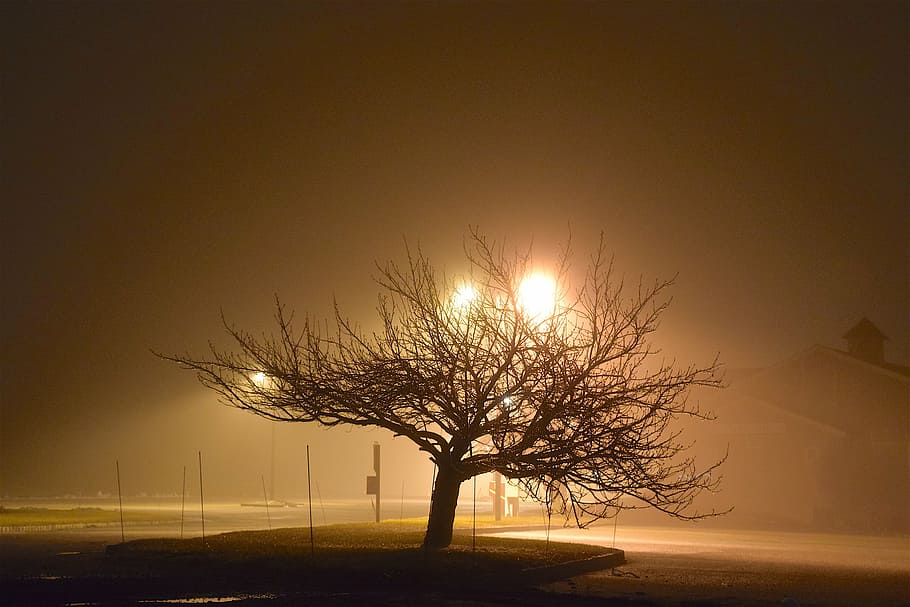 fog, night, tree, light, shadow, silhouette, dark, mist, evening HD wallpaper