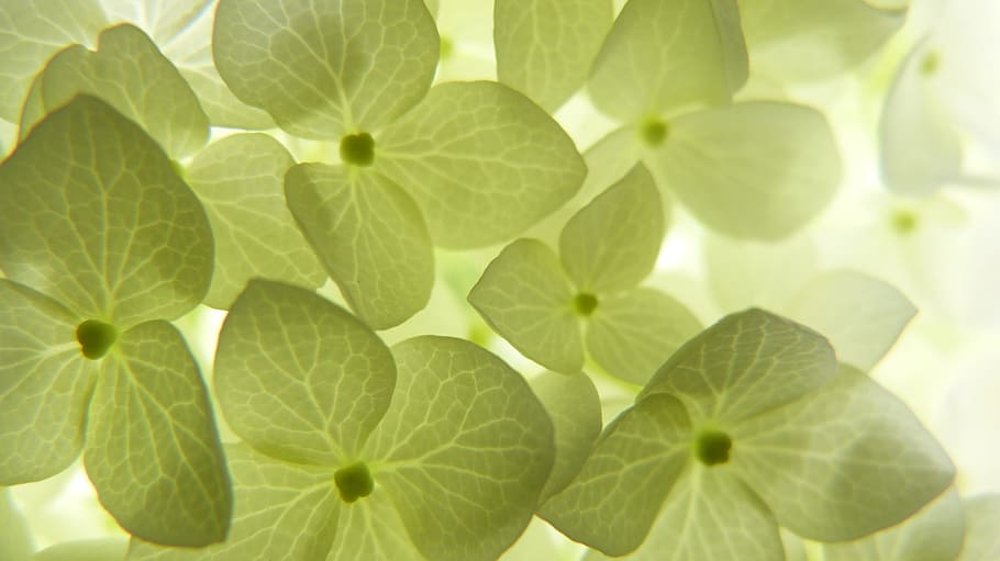 Flowers, Filigree, White, Translucent, hydrangea, nature, leaf HD wallpaper