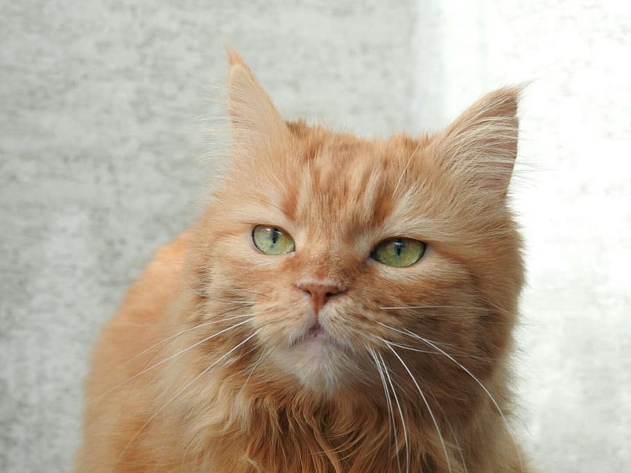 cat, red getiegert, red cat, domestic, domestic cat, mammal HD wallpaper