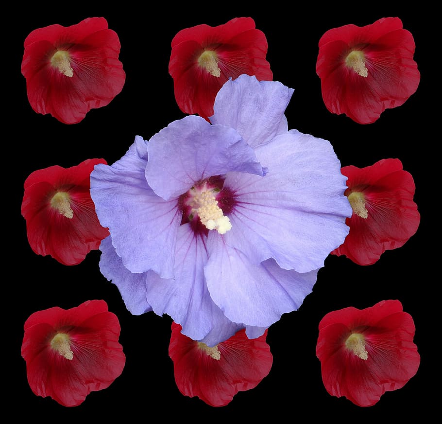 Hibiscus, Marshmallow, malvenartig, red, blue, flower, blossom, HD wallpaper