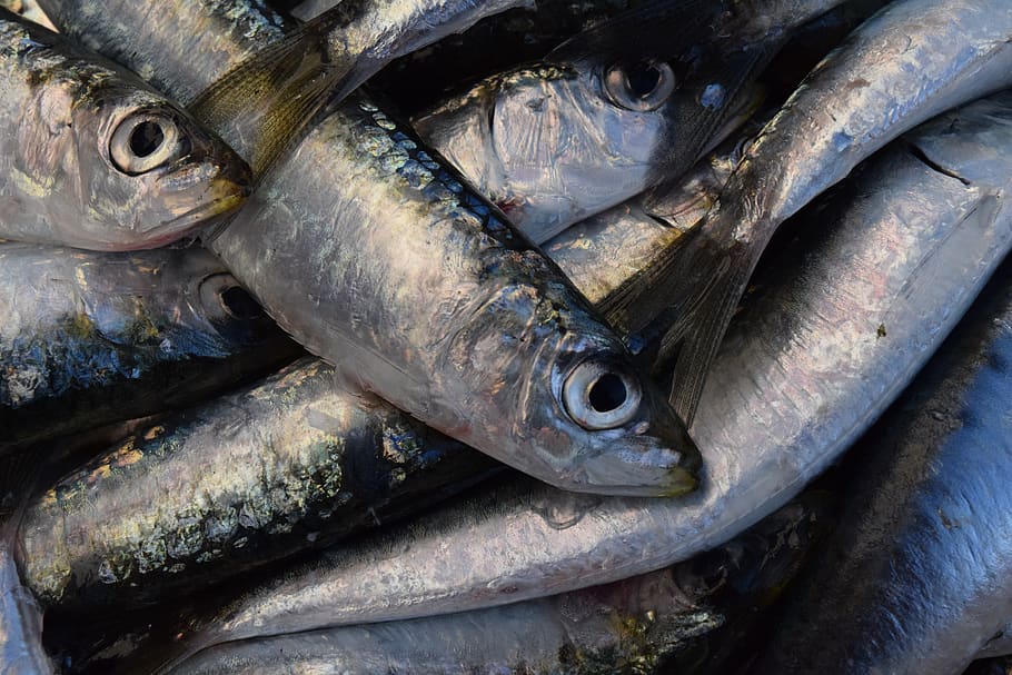 sardines, fish, fresh, silver, close up, fang, fishing, fish market, HD wallpaper