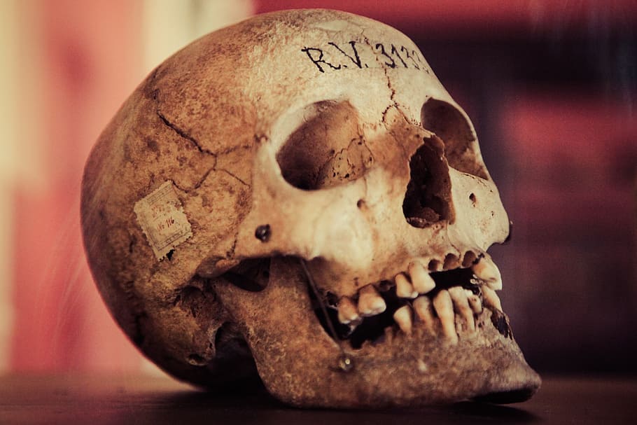 brown human skull, old, vintage, antique, black, evil, dirty