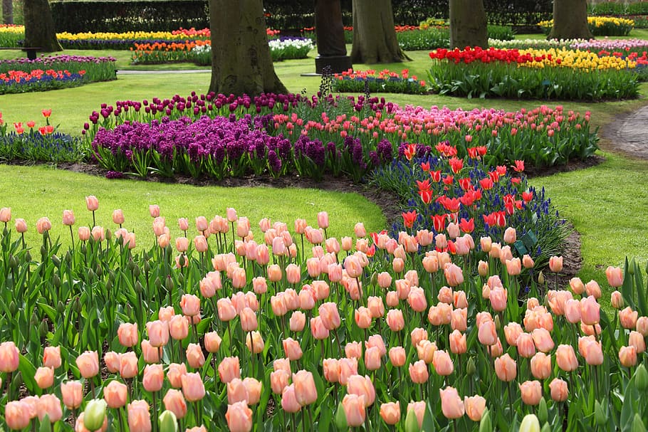 photography of pink Tulips flowers during daytime, blossom, blue