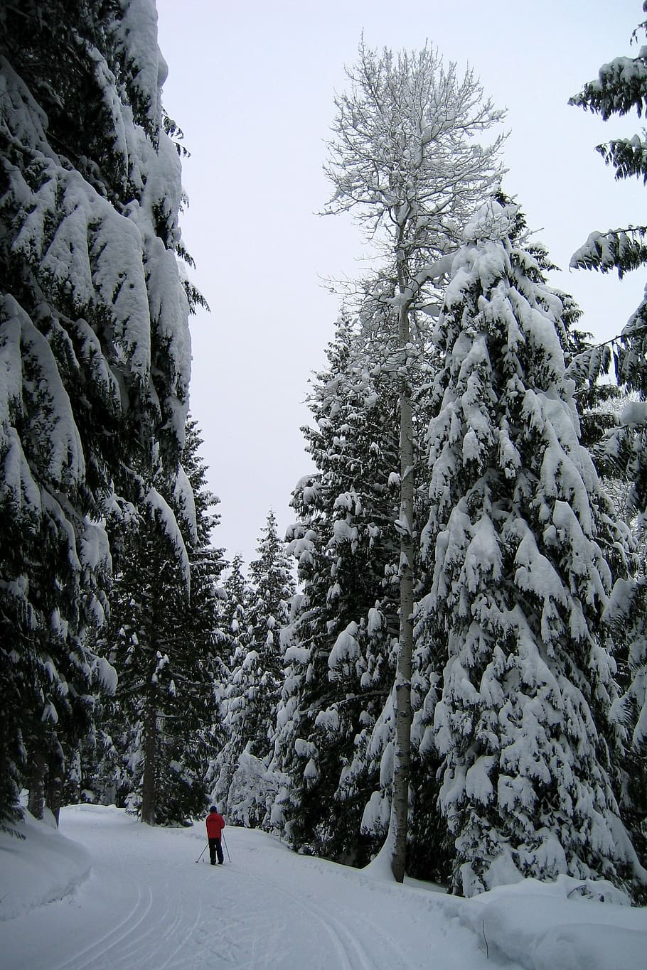 winter, snow, skier, cold, skiing, active, outdoor, nature HD wallpaper