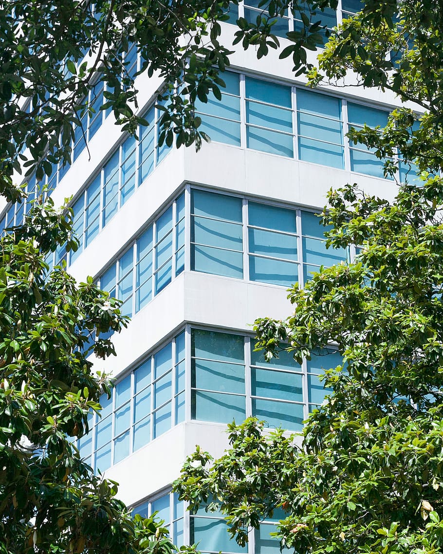corner side of high-rise building between trees, white concrete building HD wallpaper