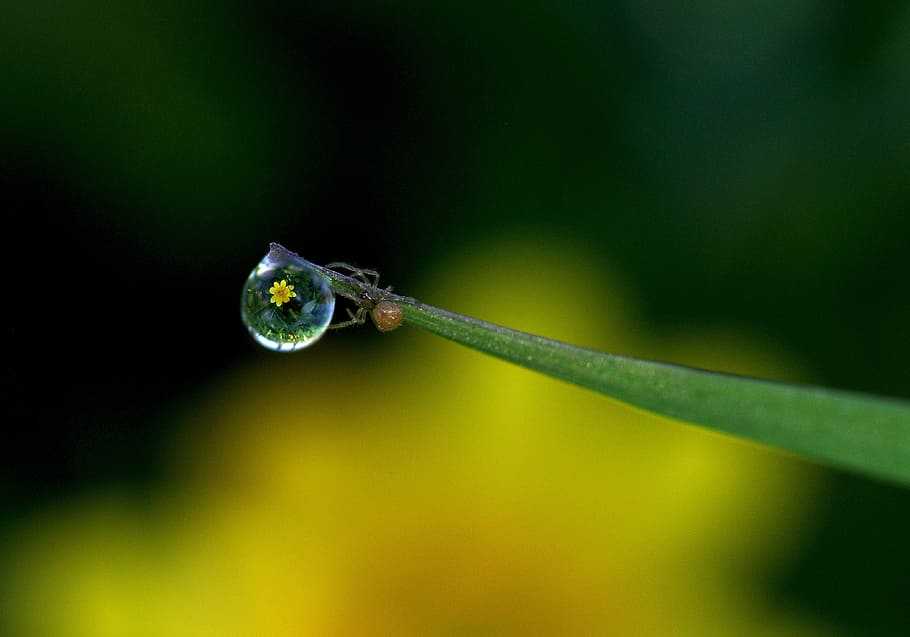 dew drop, macro, nature, spider, wet, morning, summer, fresh HD wallpaper