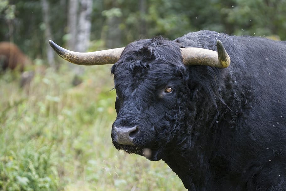 black bizon on grass, bull, force, animal themes, one animal HD wallpaper