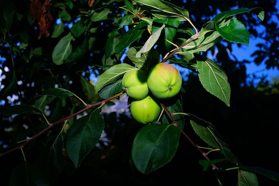 Apple Tree, Fruit, Tree, Close, nature, food, kernobstgewaechs HD wallpaper