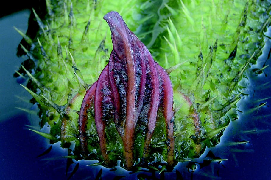 Leaves, Plants, irupe, vegetable, food and drink, organic, purple HD wallpaper