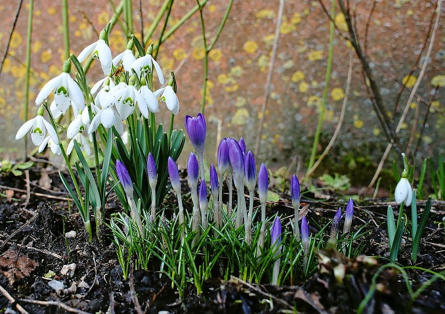 close up photo of white and purple petaled flowers, crocus HD wallpaper