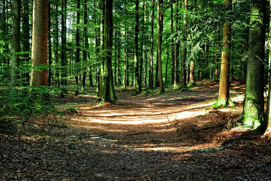 pathway between green trees, forest, mixed forest, autumn, silent HD wallpaper