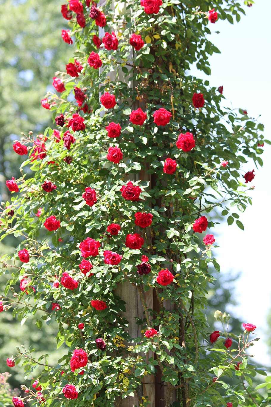 rosebush, red, roses, climbing roses, garden, park, nature, HD wallpaper
