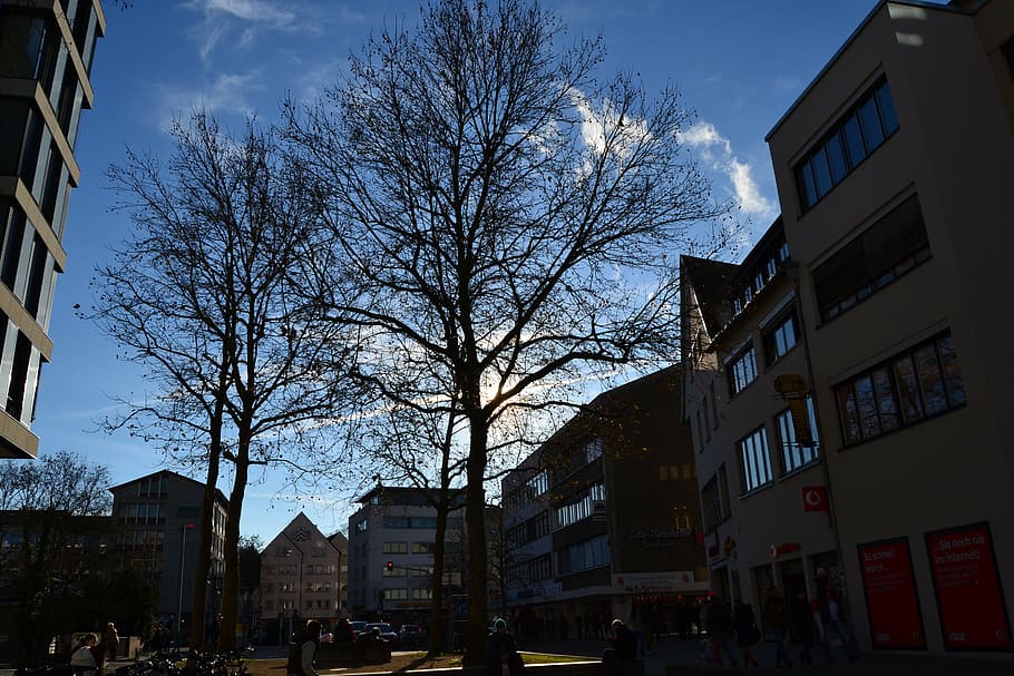 ulm, tree, stadtmitte, architecture, urban Scene, building Exterior HD wallpaper
