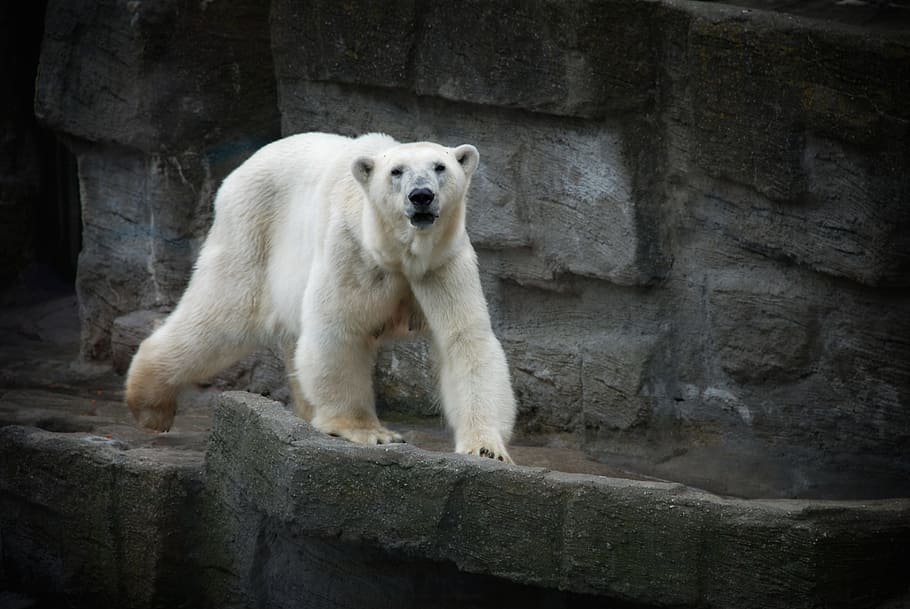 white, polar, bear, one animal, mammal, animals in the wild HD wallpaper
