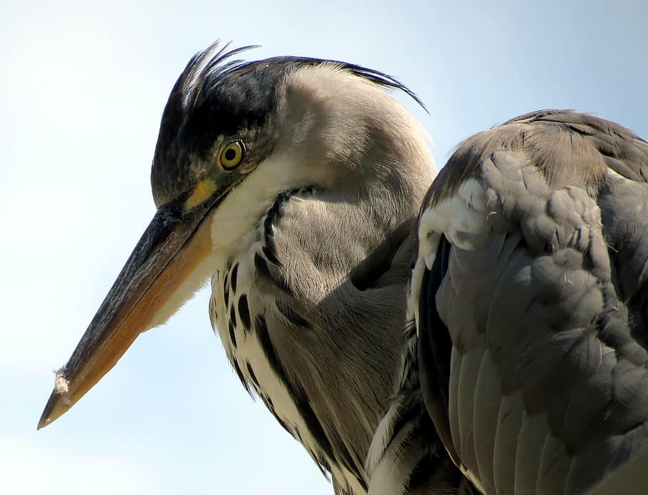 gray, black, and white long-beak bird, heron, animal, nature, HD wallpaper