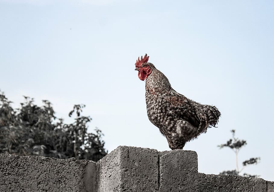 chicken, wall, roaster, poultry, rooster, crow, farm, bird HD wallpaper