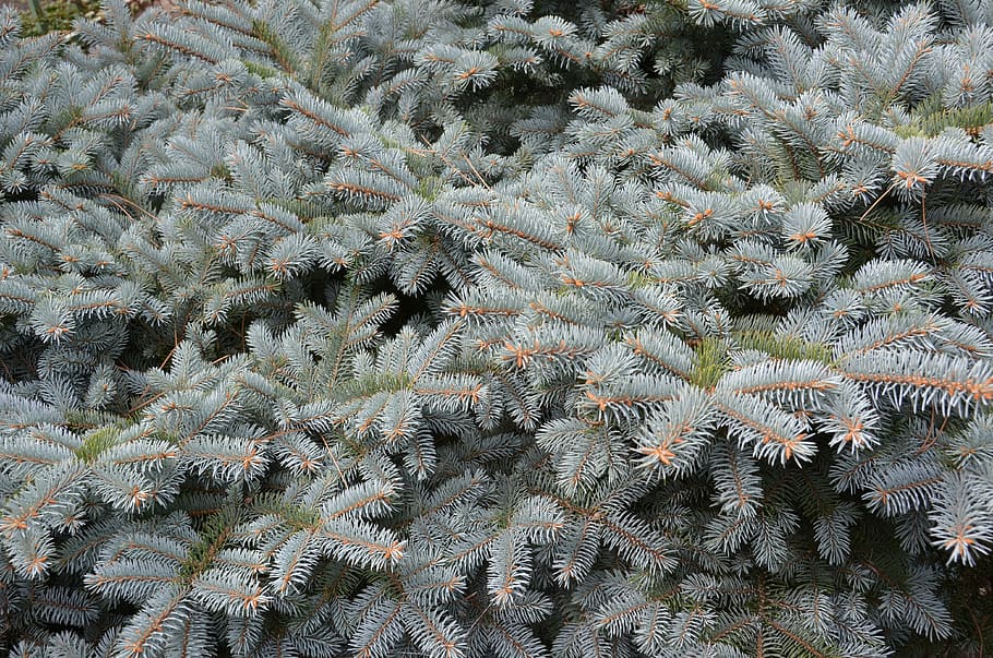 tree, branches, pine, blue, grey, texture, background, nature HD wallpaper
