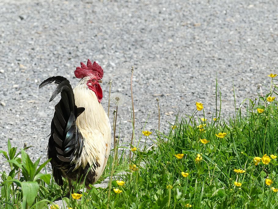 hahn, feather, meadow, poultry, gockel, pride, cockscomb, bird HD wallpaper