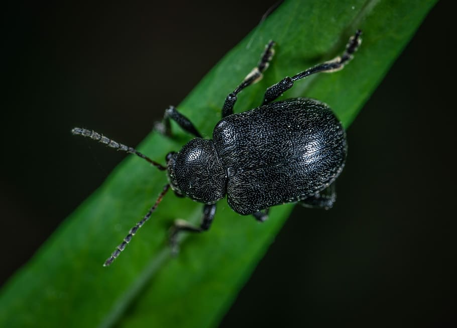 macro, insect, beetle, invertebrate, one animal, close-up, animal wildlife HD wallpaper