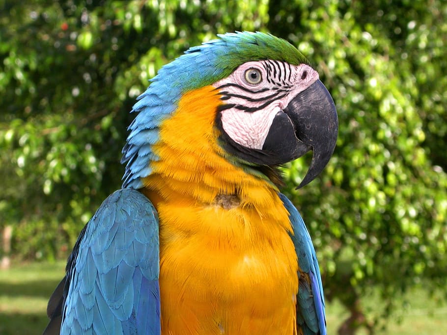 yellow, blue and green bird, macaw, parrot, nature, tropical HD wallpaper