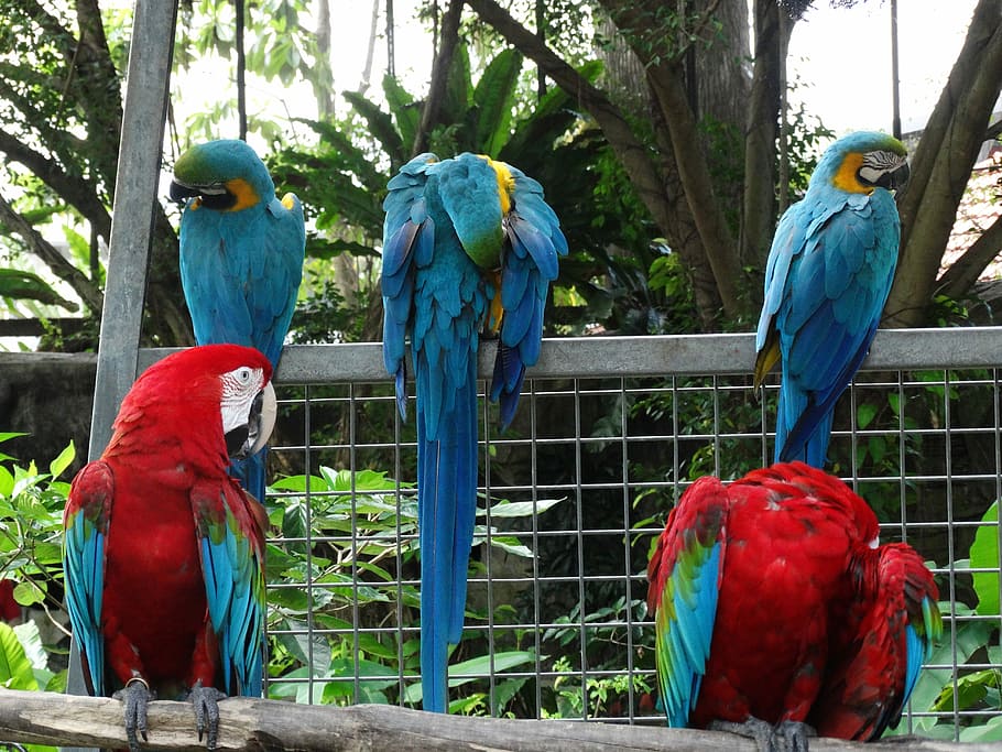 Colorful, Macaw, Bird, parrot, red, scarlet macaw, tree, vertebrate HD wallpaper