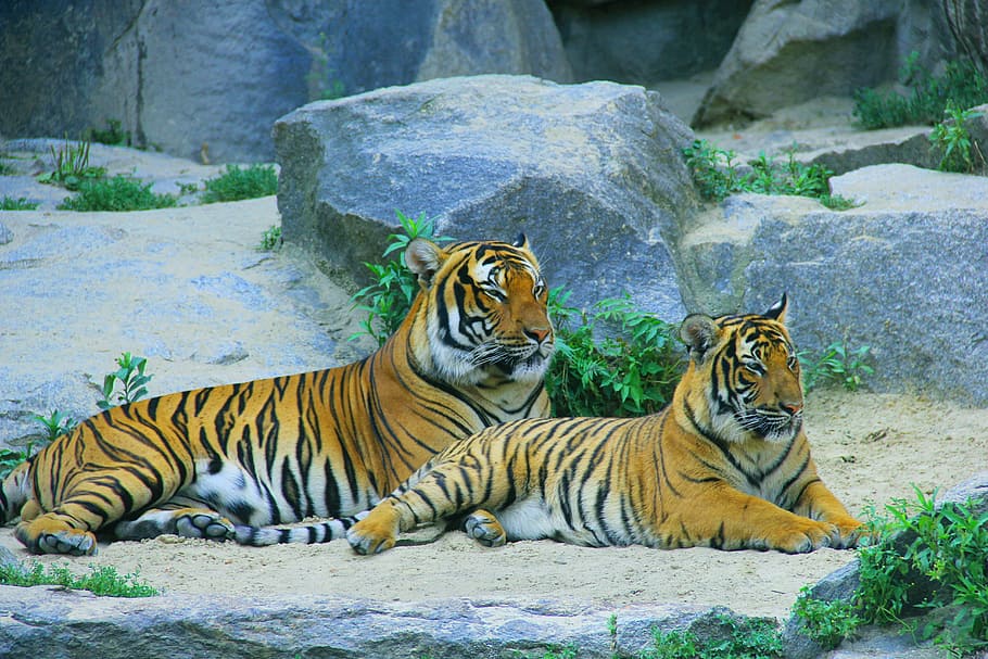 two Bengal tigers behind gray rocks, cat, wild, predator, wildlife HD wallpaper