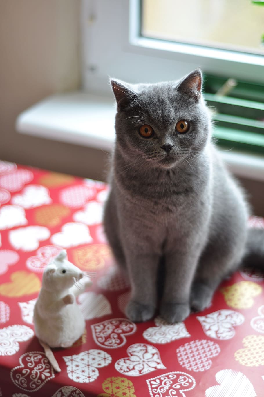 gray cat near white rat figurine, British Shorthair Cat, Pet, HD wallpaper