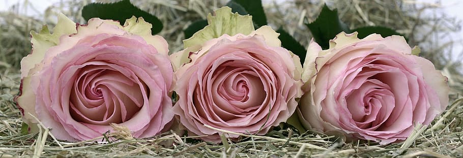 three pink roses, rose flower, romance, love, flowers, valentine's day, HD wallpaper