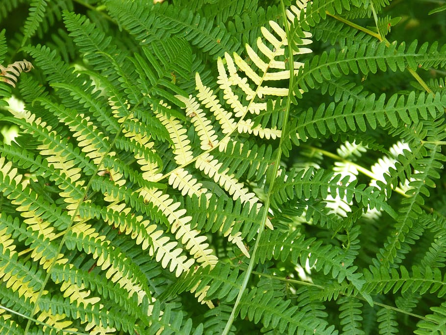 ferns, background, texture, leaves, green, green color, leaf HD wallpaper