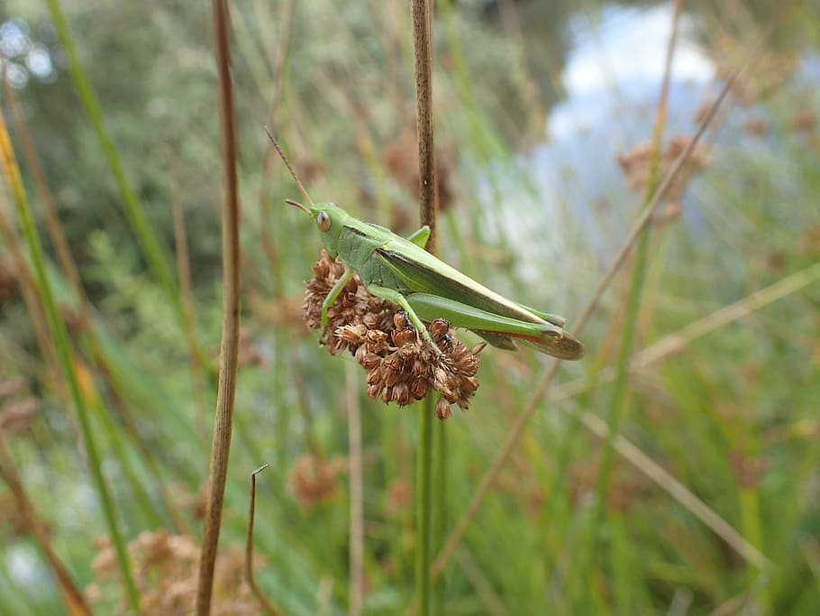 desert locust, grass, nature, plant, close-up, invertebrate HD wallpaper