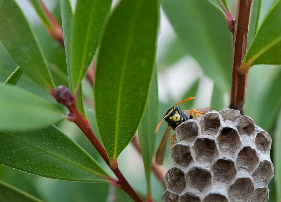 wasp, nest, cuckoo, small insect, nature, animal wildlife, animals in the wild HD wallpaper
