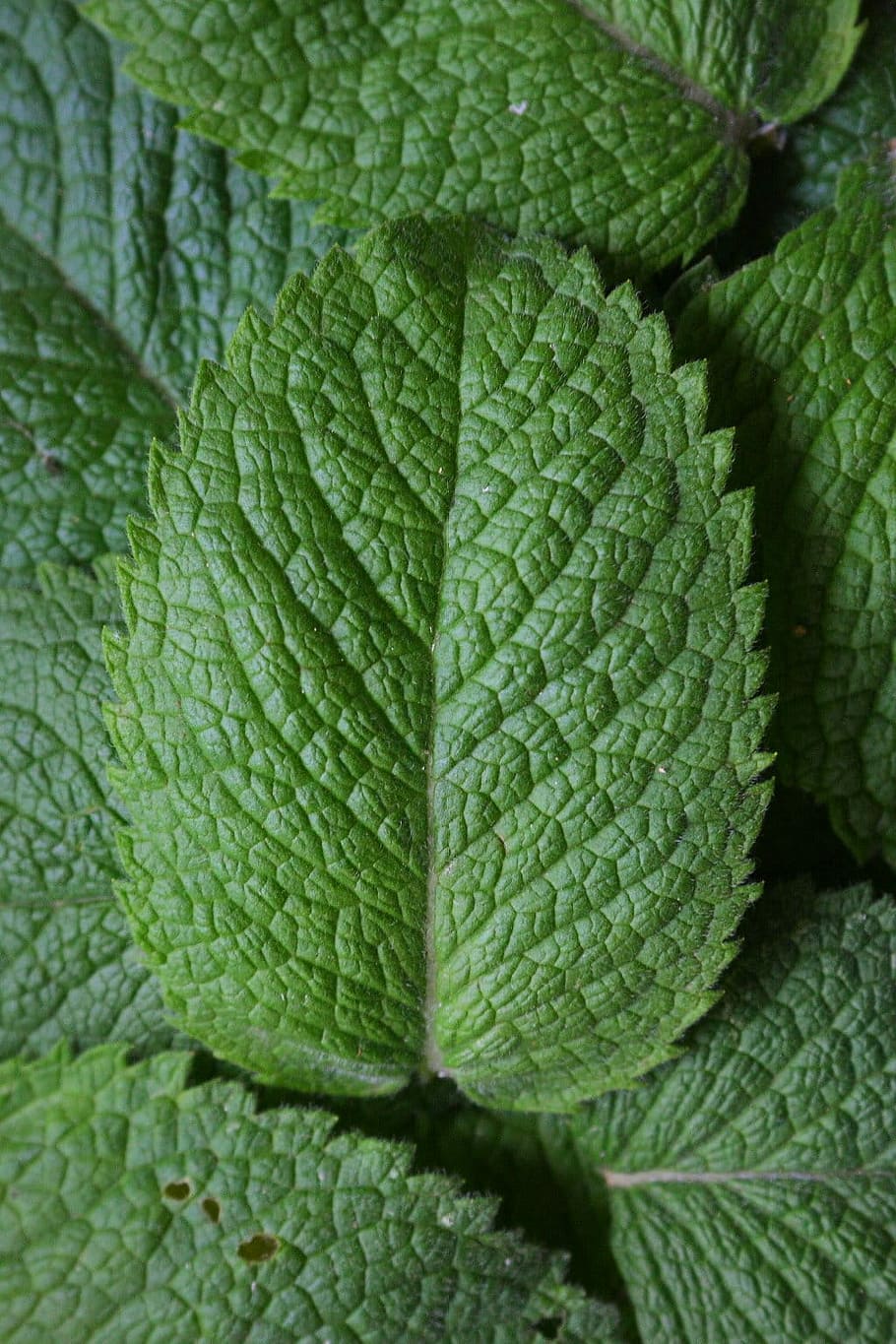 closeup photo of green leaves, Peppermint, Herbs, Plant, Aroma HD wallpaper