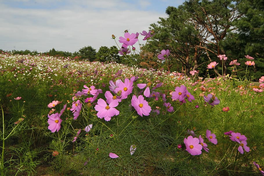 Flowers, Landscape, Cosmos, pink color, no people, outdoors HD wallpaper
