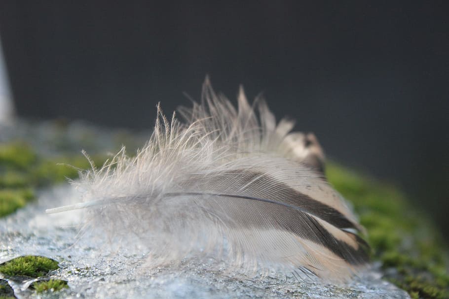 Plumule, Feathers, Pen, subtlety, fine pen, nature, water, bird HD wallpaper