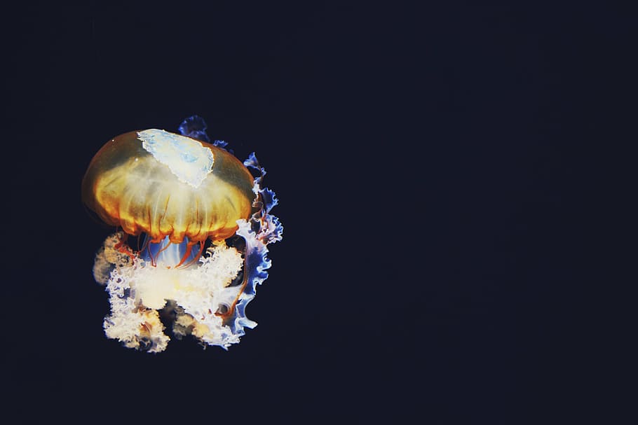 photo of brown and beige jellyfish illustration, dark, colorful HD wallpaper