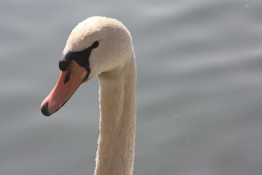 swan, nature, pride, bird, animals in the wild, animal themes HD wallpaper