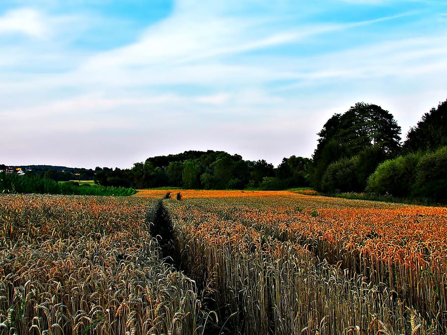 field, tree, nature, landscape, sky, meadow, view, plant, cloud - sky HD wallpaper