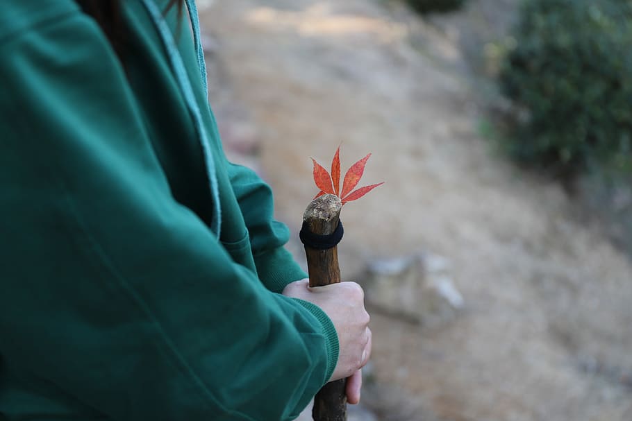 person holding brown wooden stick, person holding brown rod, leaf HD wallpaper