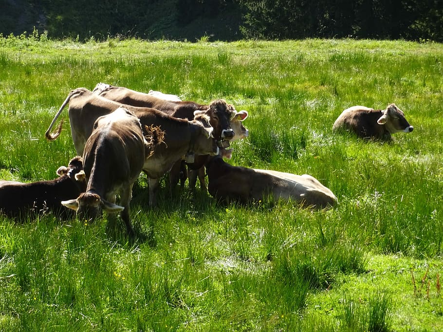 Cows, Green, Light, Alm, Brown Swiss, meadow, grass, livestock HD wallpaper