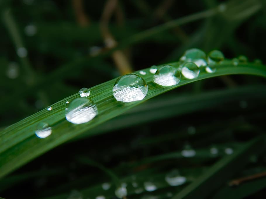 closeup and selective focus photograph of grass dew, drop of water