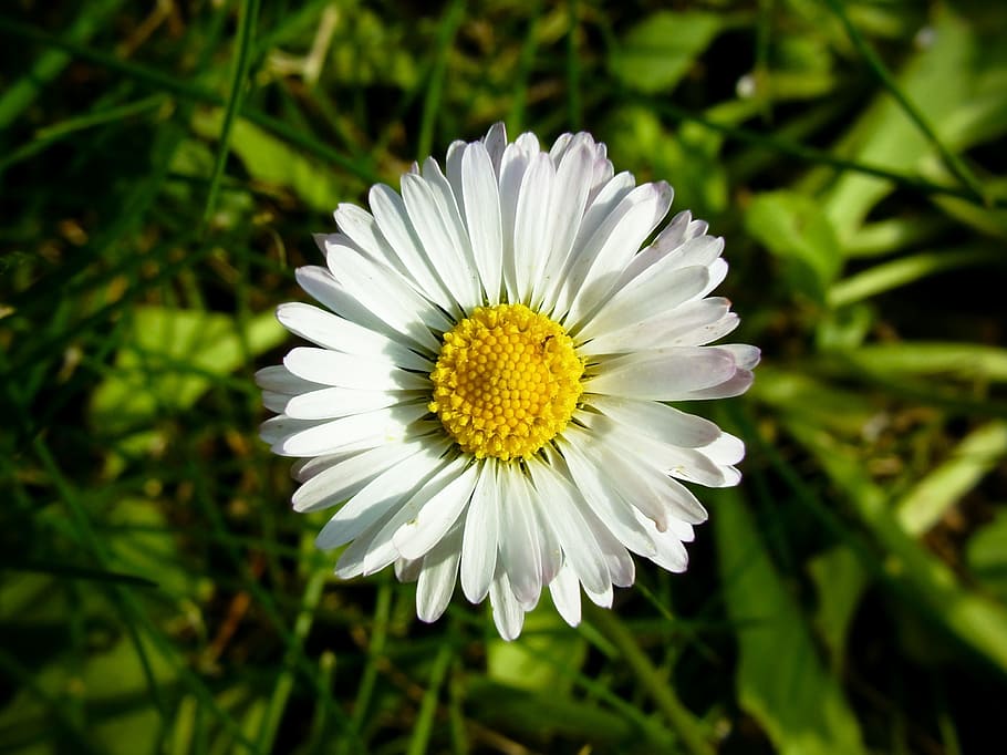 daisy, flower, white, petals, nature, bloom, spring, grass HD wallpaper